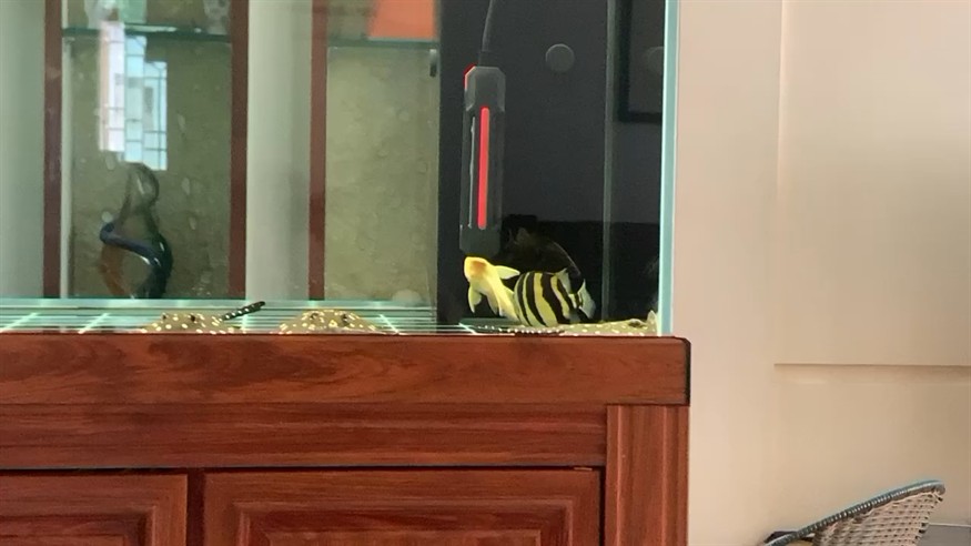 虎魚這樣轉正常嗎？