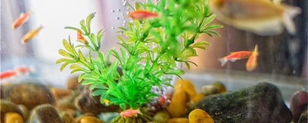 大魚缸換水怎么換視頻：大魚缸換水的方法和注意事項