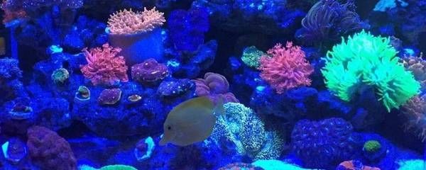 大魚缸換水怎么換視頻：大魚缸換水的方法和注意事項