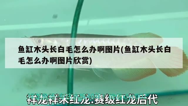 龍魚蒙眼癥狀圖片高清大圖：如何識別和治療龍魚蒙眼癥狀，如何識別和治療龍魚蒙眼癥狀？