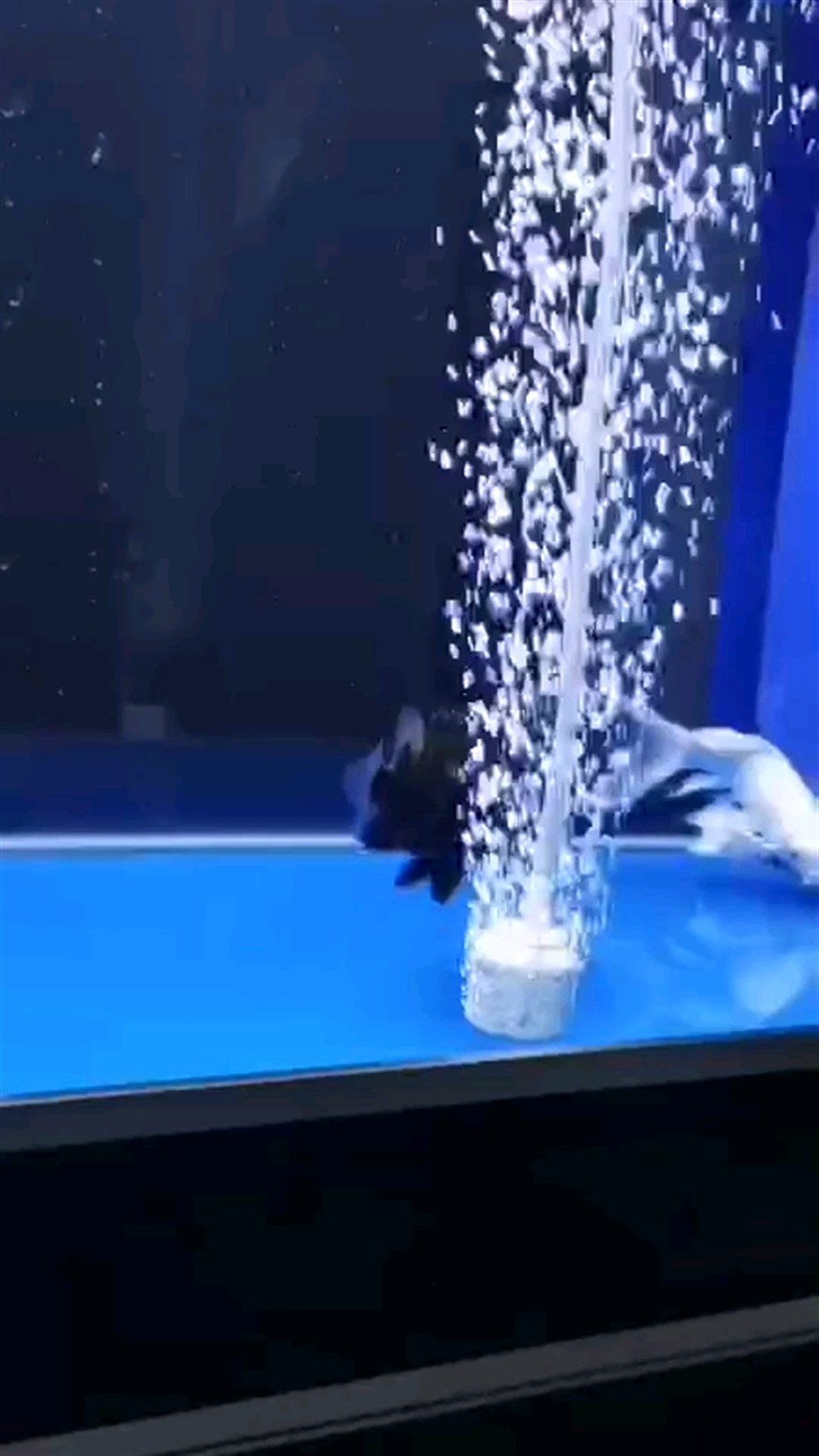 魚友們幫我看看什么虎