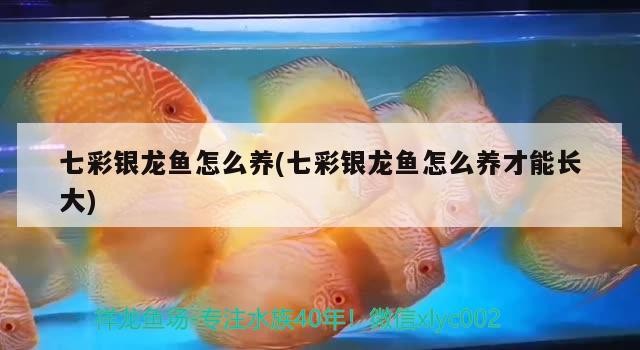 七彩銀龍魚怎么養(七彩銀龍魚怎么養才能長大)