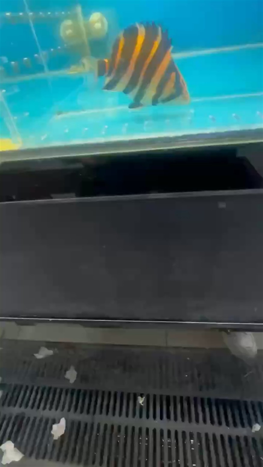 養個小虎魚