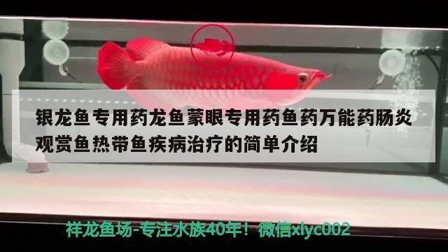 銀龍魚專用藥龍魚蒙眼專用藥魚藥萬能藥腸炎觀賞魚熱帶魚疾病治療的簡單介紹