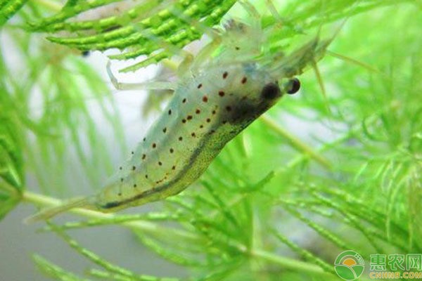 印尼紅龍魚品種圖片大全（印尼紅龍魚品種圖片大全大圖）