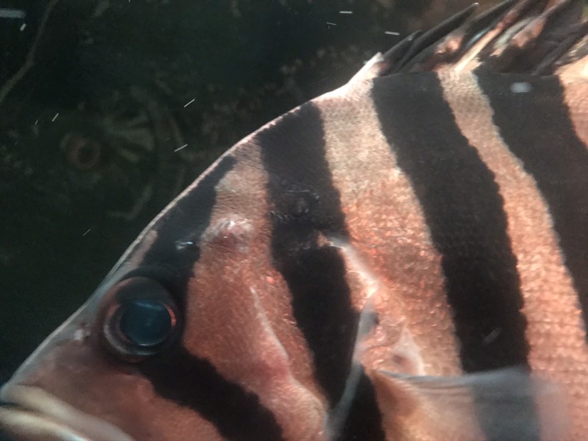 虎魚：身上有一個包是不是生病了