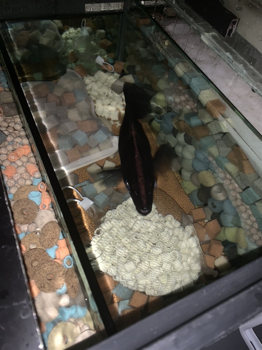 虎魚重癥腸炎