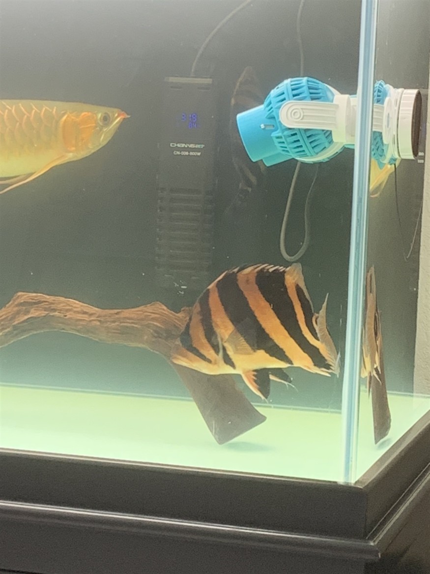虎魚重癥腸炎