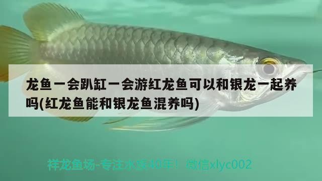 龍魚一會趴缸一會游紅龍魚可以和銀龍一起養(yǎng)嗎(紅龍魚能和銀龍魚混養(yǎng)嗎)