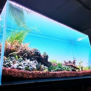 白色魚(yú)缸用什么顏色背景好看：如何選擇魚(yú)缸背景