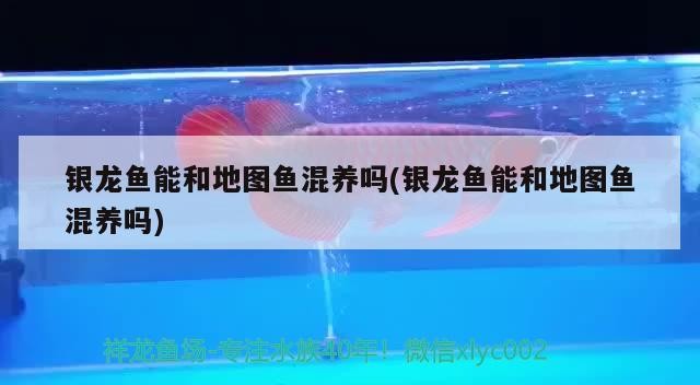 銀龍魚能和地圖魚混養(yǎng)嗎(銀龍魚能和地圖魚混養(yǎng)嗎)