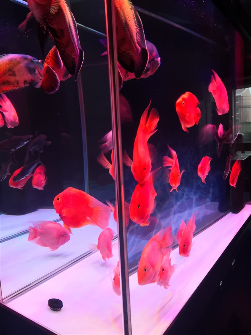 祝祝?老鐵們虎年大吉水清魚靚春節快樂