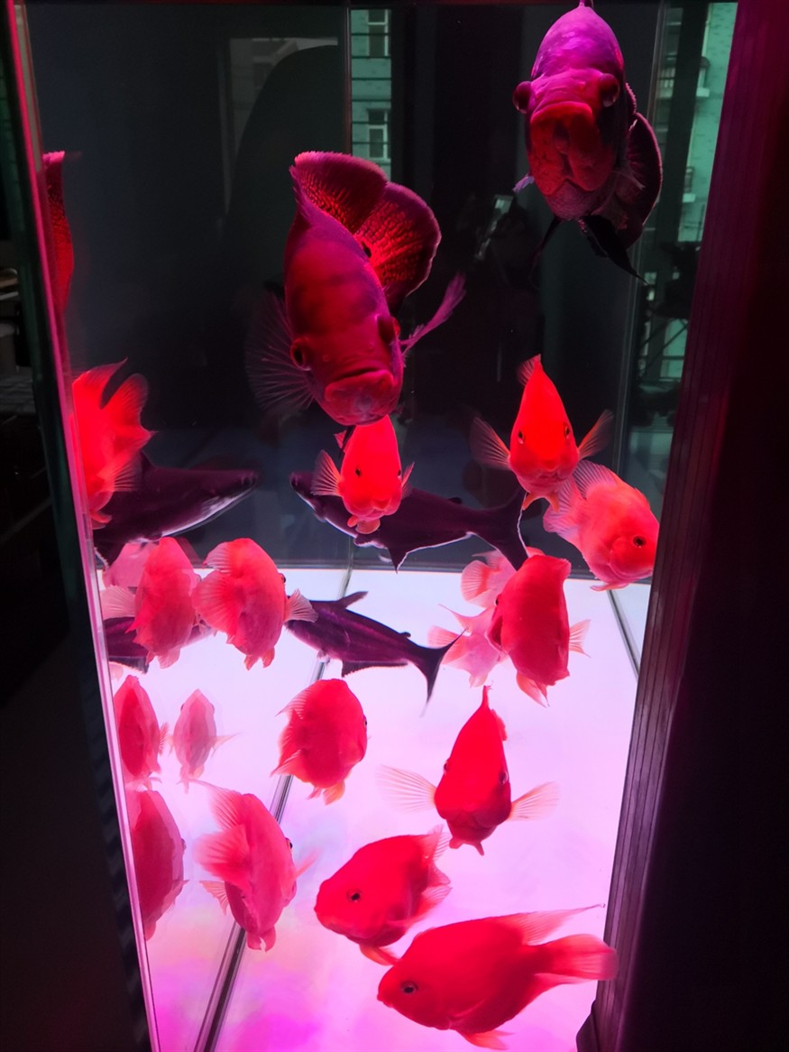 祝祝?老鐵們虎年大吉水清魚靚春節快樂