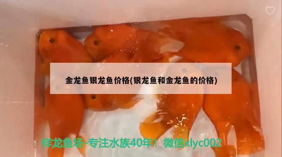 金龍魚銀龍魚價格(銀龍魚和金龍魚的價格)