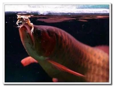 龍魚靠什么捕食