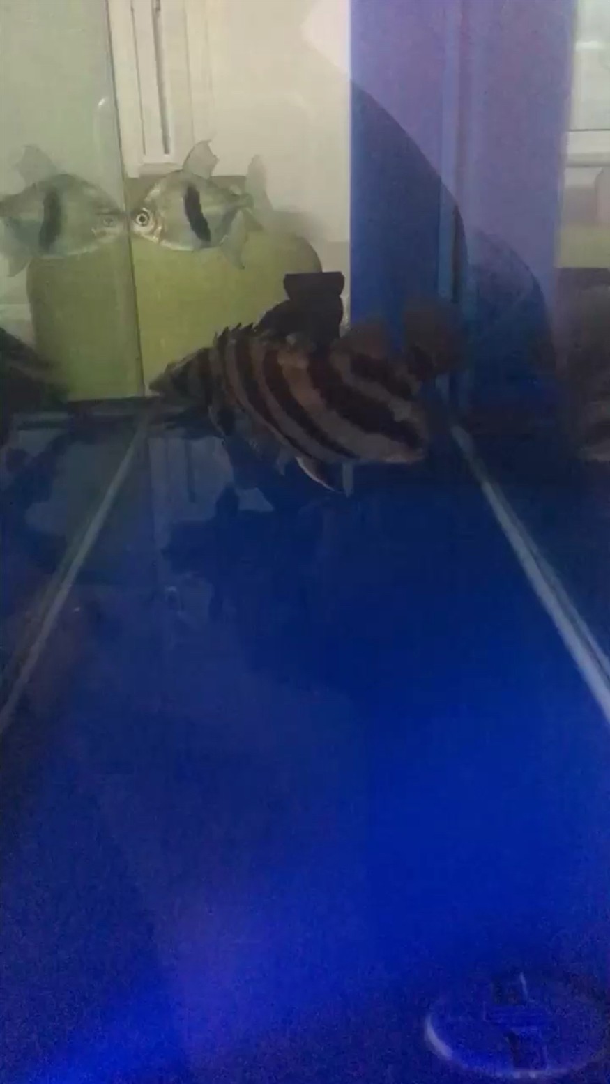 天天干虎魚