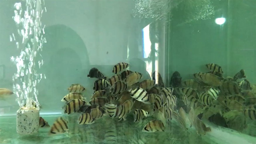泰北虎三紋虎虎魚