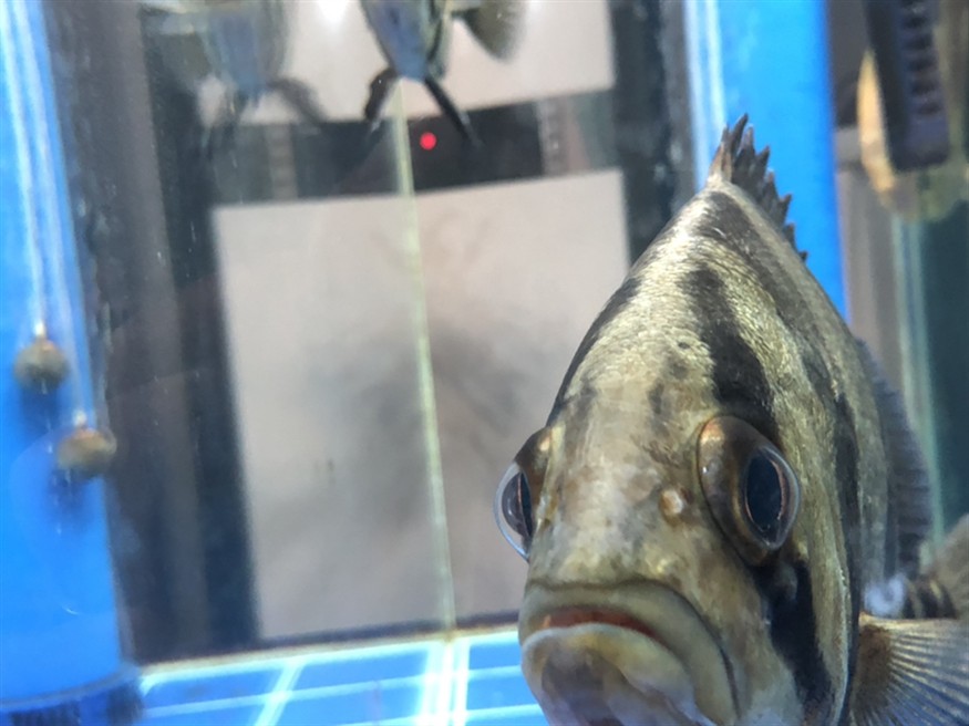 虎魚腮蓋起包