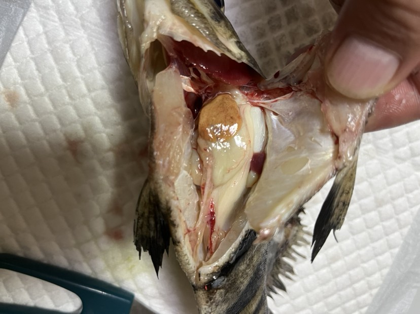 各位虎魚大師大神來看看這是怎么回事？