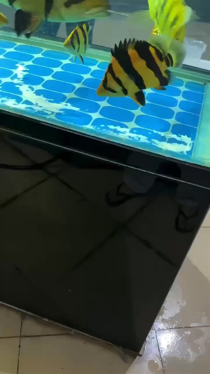??一樣的虎魚