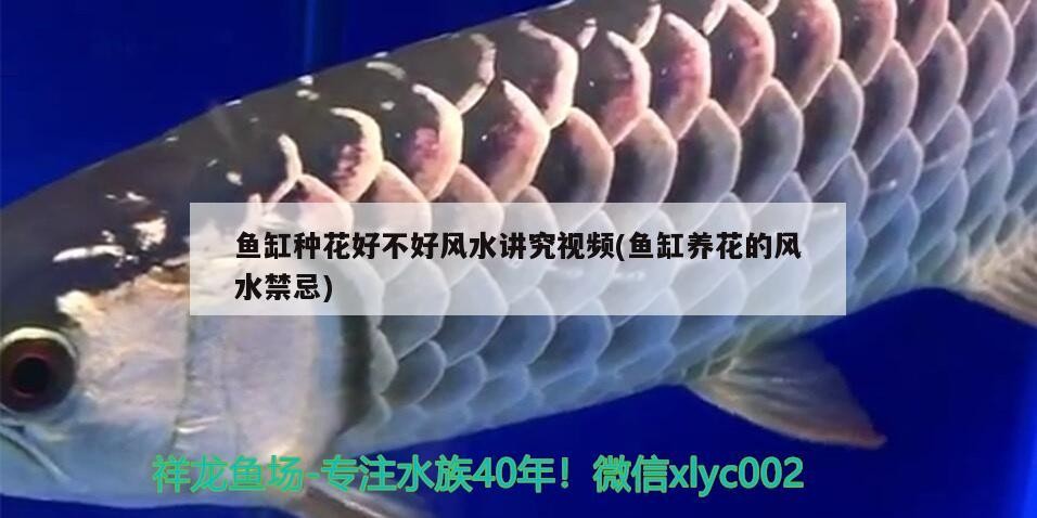 ??一樣的虎魚