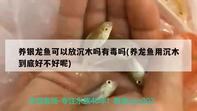 養銀龍魚可以放沉木嗎有毒嗎(養龍魚用沉木到底好不好呢)