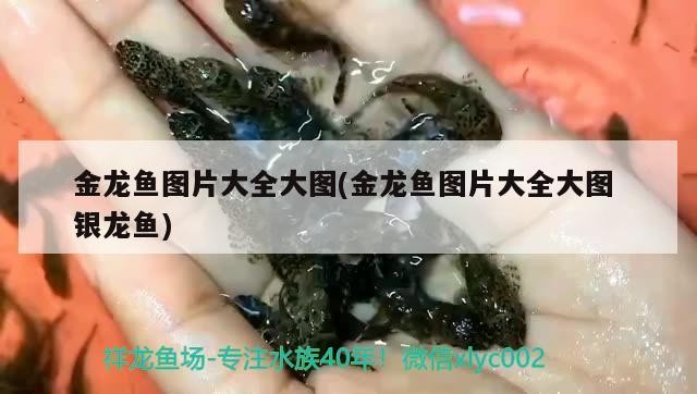 金龍魚圖片大全大圖(金龍魚圖片大全大圖銀龍魚)