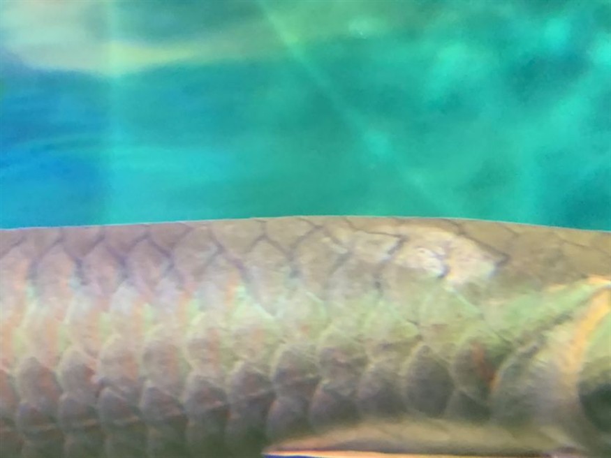 銀龍魚鱗