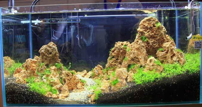 短鯛魚缸造景圖：如何打造個性化的魚缸造景？