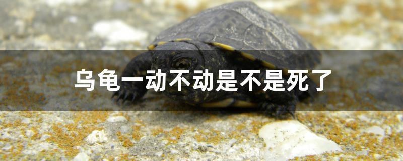 烏龜一動不動是不是死了