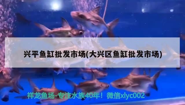 興平魚缸批發市場(大興區魚缸批發市場)