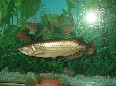 龍魚真菌感染癥狀