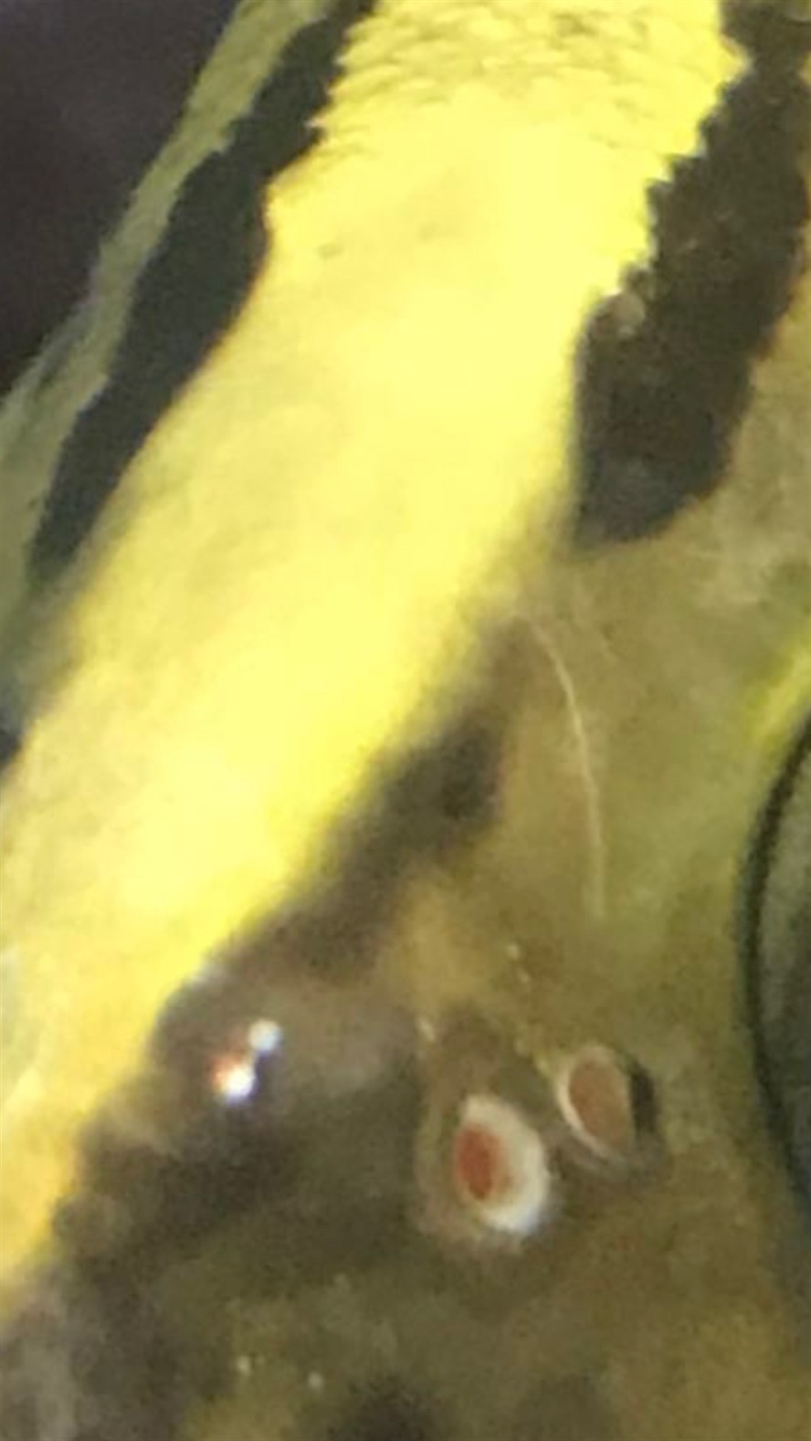 虎魚鼻孔旁邊有個洞這兩天蹭缸也比較頻繁什么原因？