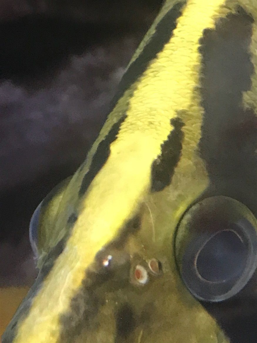 虎魚鼻孔旁邊有個洞這兩天蹭缸也比較頻繁什么原因？