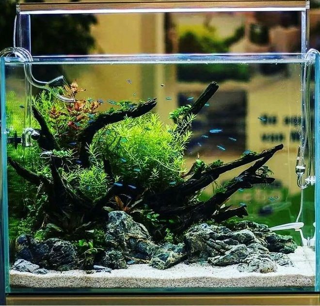 沉木魚缸水發黃怎么辦：沉木魚缸水發黃的原因及解決方法及解決方法及解決方法