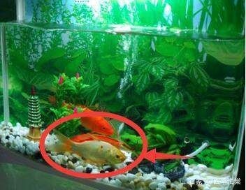 吃魚缸糞便的螺是什么螺：吃魚缸糞便的螺主要包括蘋果螺、神秘螺、洋蔥螺等幾種