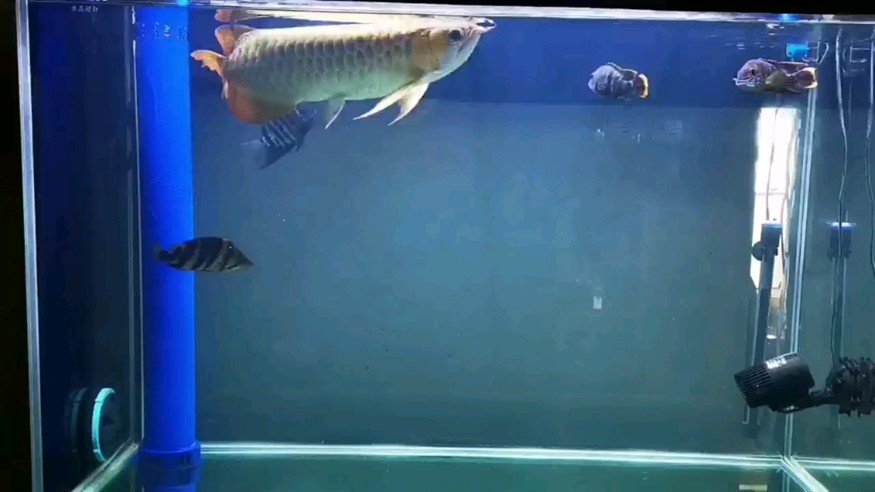虎魚還是喜歡新水