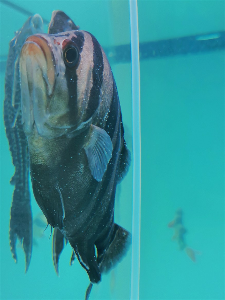 在線求助：虎魚(yú)得百病了咋辦？缸里還有魟魚(yú)