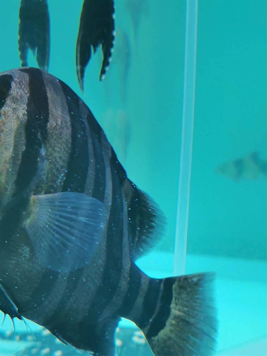 在線求助：虎魚(yú)得百病了咋辦？缸里還有魟魚(yú)