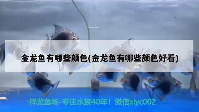 金龍魚(yú)有哪些顏色(金龍魚(yú)有哪些顏色好看)