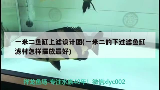 虎魚的壽命是多少年