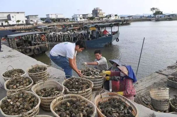 紅龍魚開燈就不游關燈就游（紅龍魚開燈時間長影響什么）