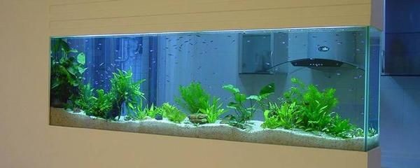 博宇與森森魚缸哪個(gè)好：博宇和森森兩個(gè)品牌魚缸的比較分析