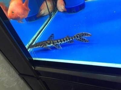 活體龍魚打包技巧和方法