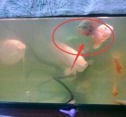 徹底清洗魚缸水垢視頻：如何徹底清洗魚缸水垢