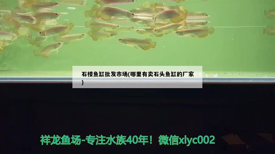 石樓魚缸批發市場(哪里有賣石頭魚缸的廠家)