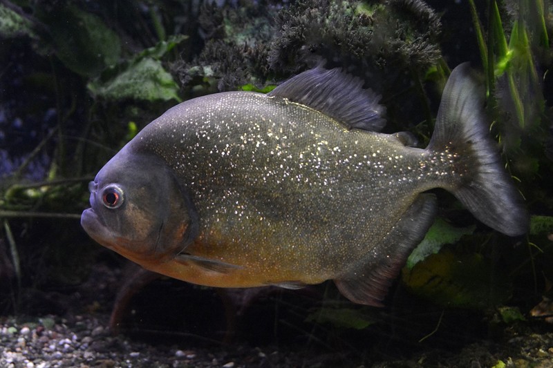 小虎魚(yú)能和龍魚(yú)混養(yǎng)嗎圖片（小虎魚(yú)可以和龍魚(yú)一起混養(yǎng)嗎）