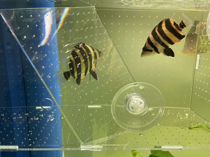 虎魚隔離