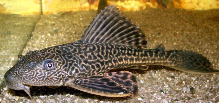 斗魚(yú)缸適合養(yǎng)什么工具魚(yú)：如何選擇適合與斗魚(yú)混養(yǎng)的工具魚(yú)