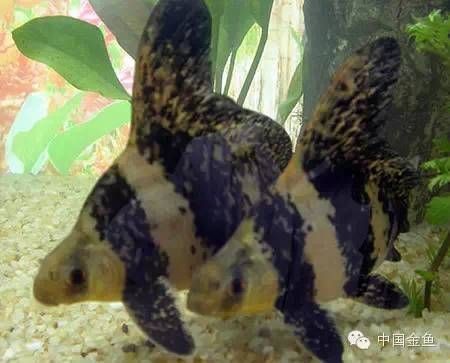 斗魚(yú)缸適合養(yǎng)什么工具魚(yú)：如何選擇適合與斗魚(yú)混養(yǎng)的工具魚(yú)